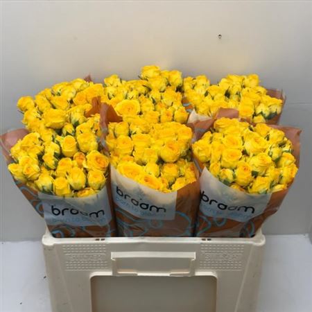 FeedSync:wholesale:decf73ba3fa2b9fe0ffe2bf81b406560cc6b0210