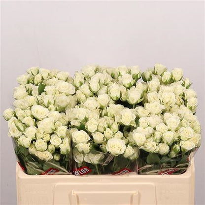 FeedSync:wholesale:cbb8083184c9a081981bce507492a49f432bcb21