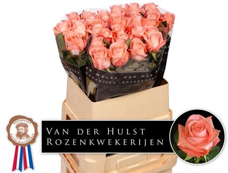 Rose Big Girl (20 Stems)
