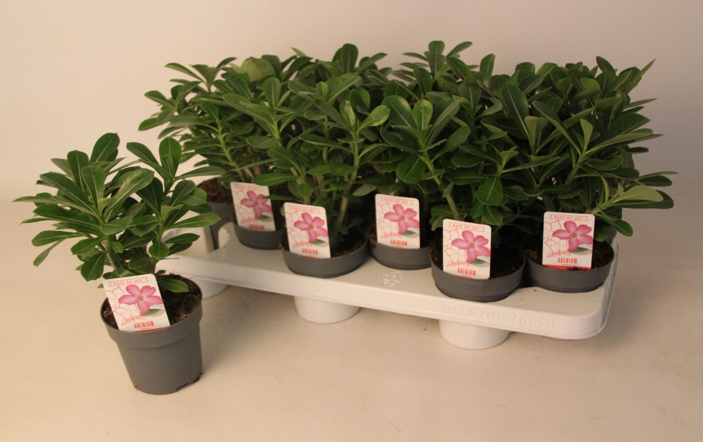 Adenium Obesum Picotee