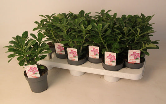 Adenium Obesum Picotee