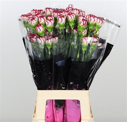 Carnation Standard Olympia