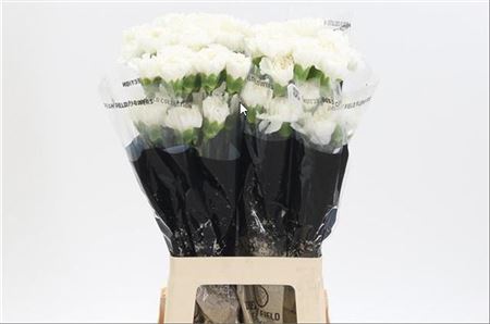 Carnation Standard Moonlight (20 Stems)
