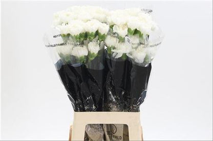 Carnation Standard Moonlight (20 Stems)