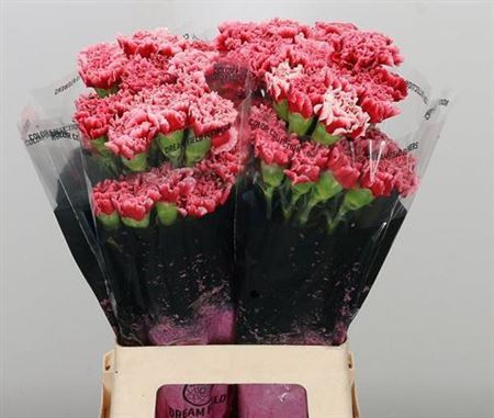 Carnation Standard Cheerio (20 Stems)