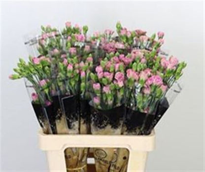 Carnation Spray Mocca Sweet