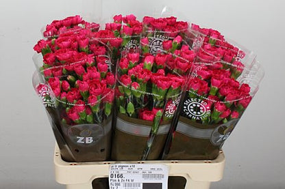 Spray Carnation - Dianthus - Pigeon