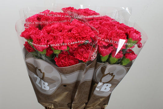 Carnation Standard Bizet (20 Stems)