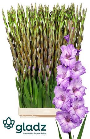 Gladiolus Milka