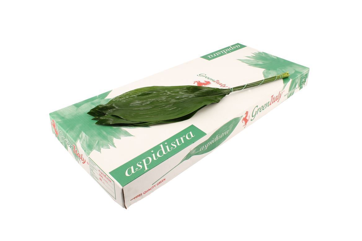 GR Aspidistra (5 Bunches)