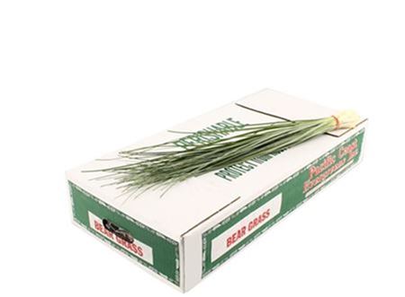 GR Beargrass (5 Bunches)