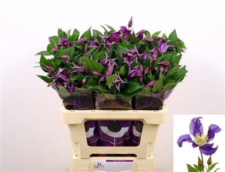 Clematis Blue Pirouette (10 Stems)