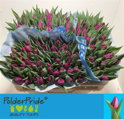 Tulip Purple Prince (50 Stems)