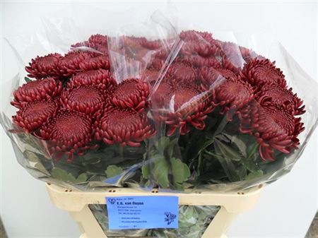 Chrysanthemum - Chrysanthemum - Creabigoudi Red