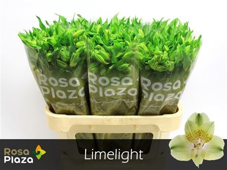 FeedSync:wholesale:22d42e3903002712f308bb086a3d0e3c06f75256