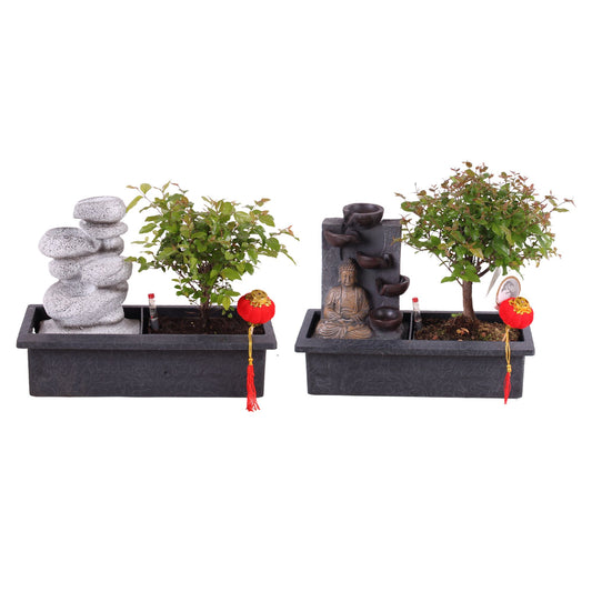 Bonsai (Indoor) Gemengd Waterfall