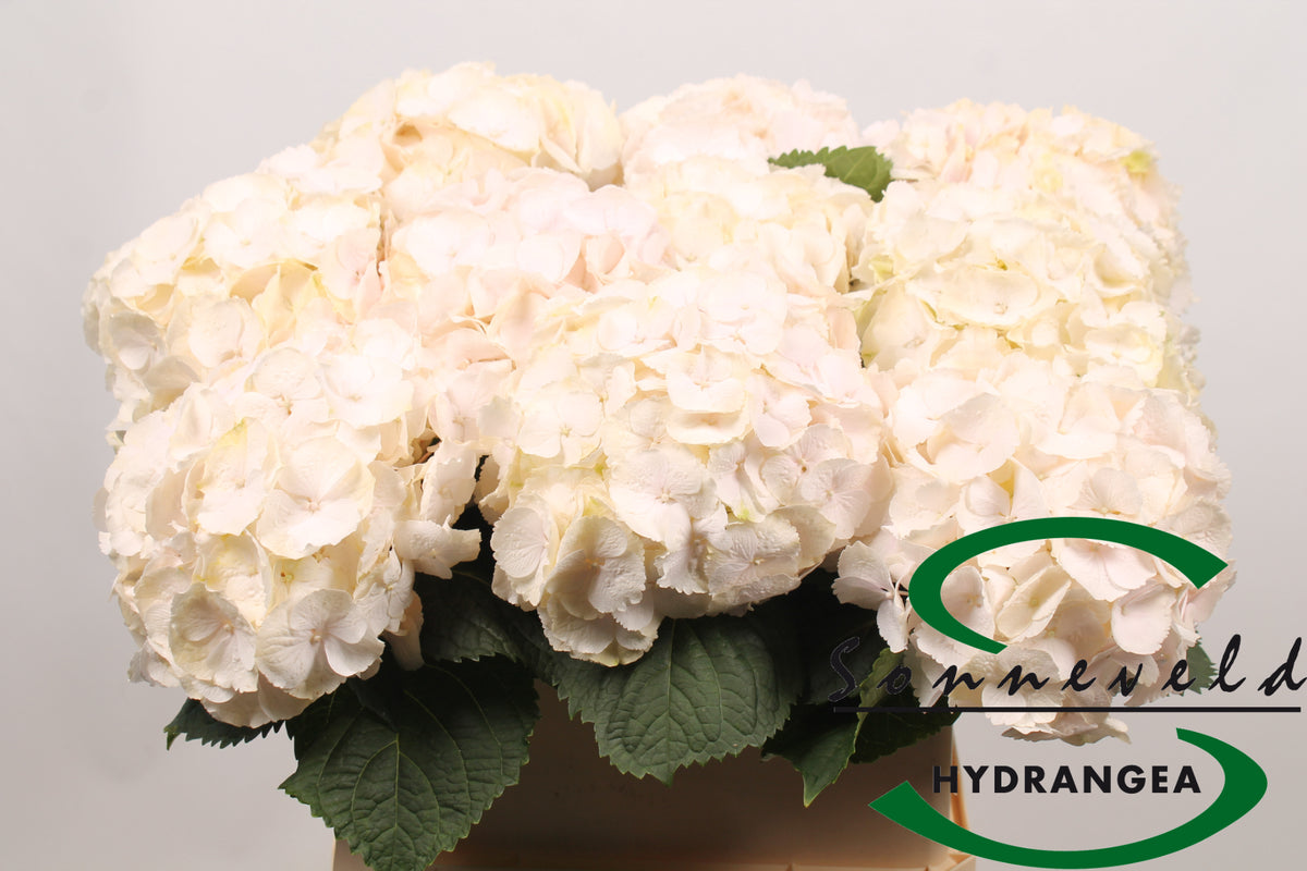 Hydrangea - Hydrangea - Sweet Verena