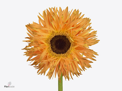 Gerbera Spider Bambu