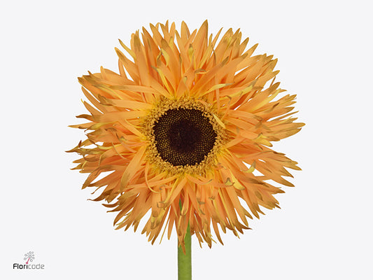 Gerbera Spider Bambu