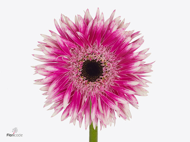 Germini - Gerbera - Cyta