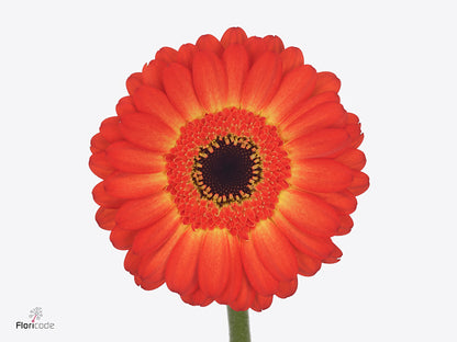 Orange Germini ‘Flamazing’ – 50cm Stems