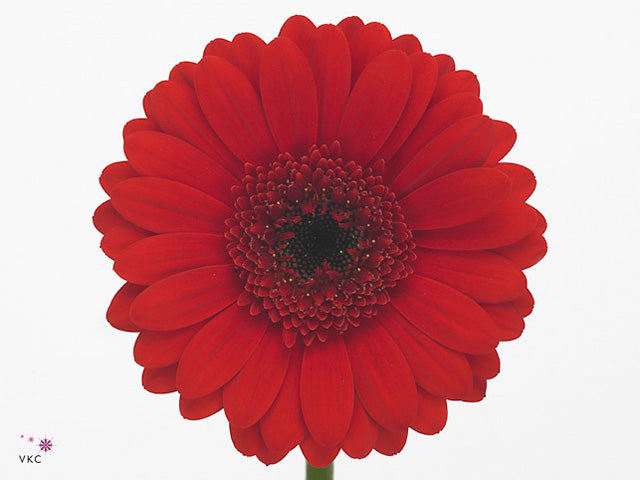 Germini Suri (20 Stems)