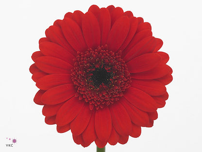Germini Suri (20 Stems)