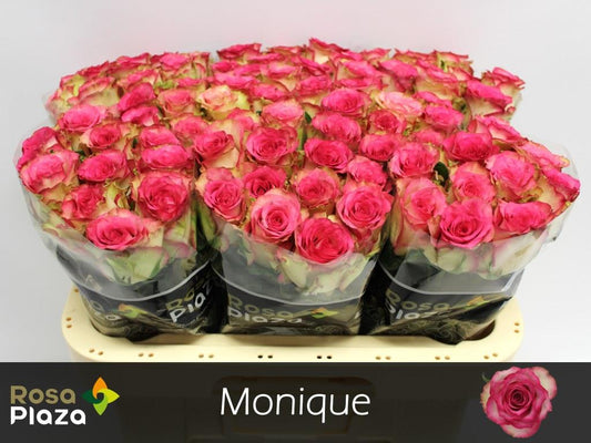 Rose - Rosa - Monique