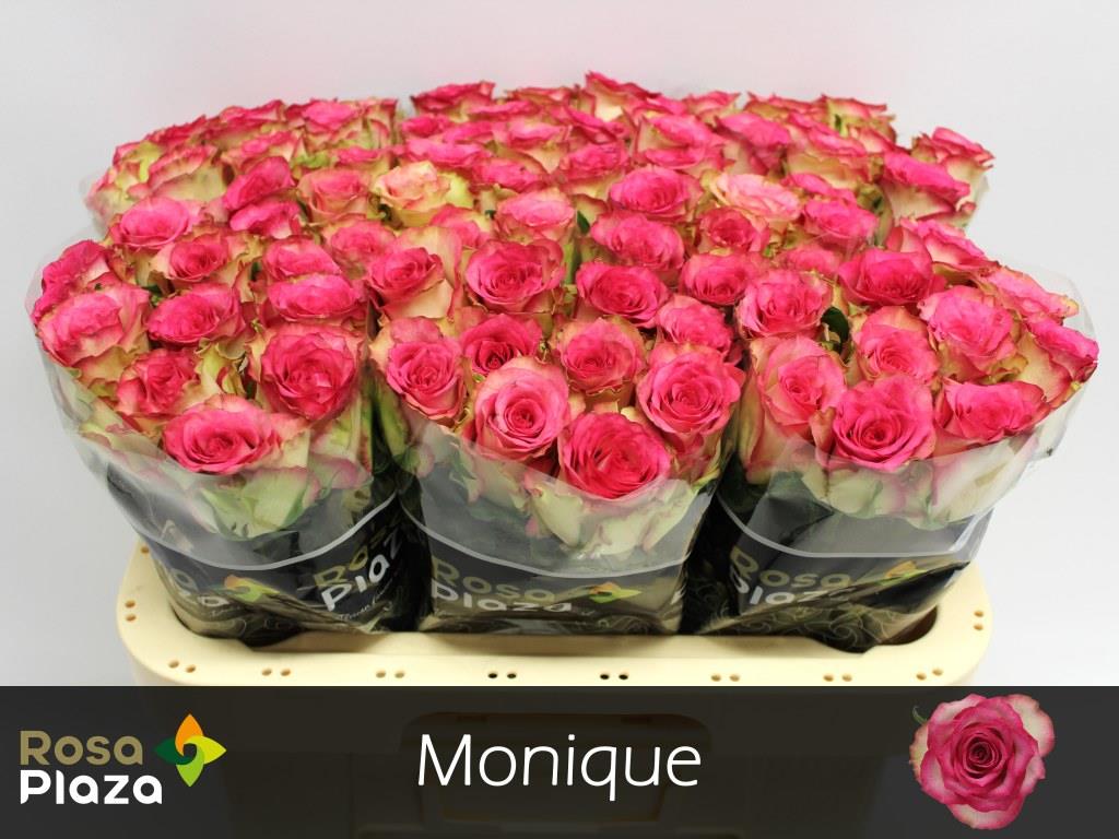 FeedSync:wholesale:158f036271d44b899f3431870f4fd89f496f448e
