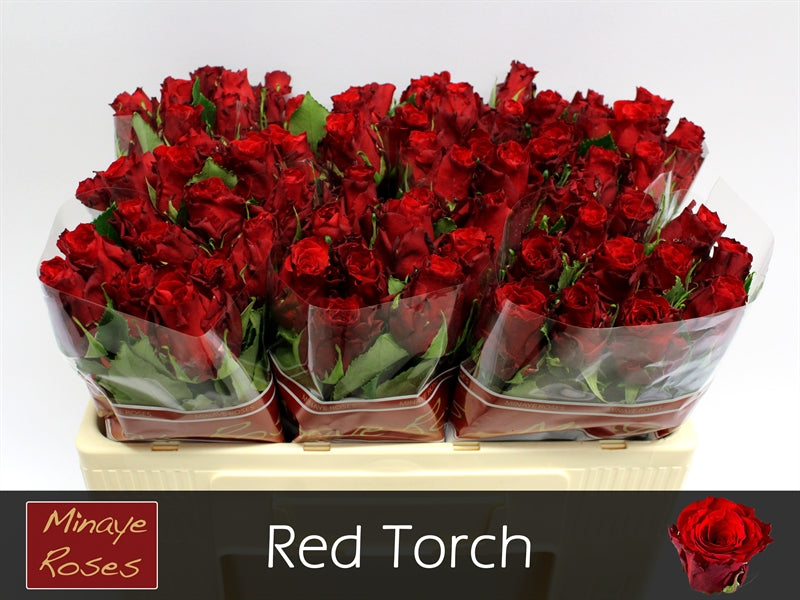 FeedSync:wholesale:9c50ca6c50b0a9b5356b5ee68483f8e7240cf881