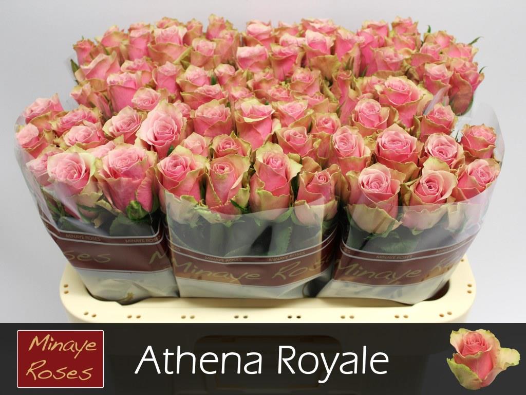 FeedSync:wholesale:0bebae96d11a45620a275166452cdbb3f36b2d1a