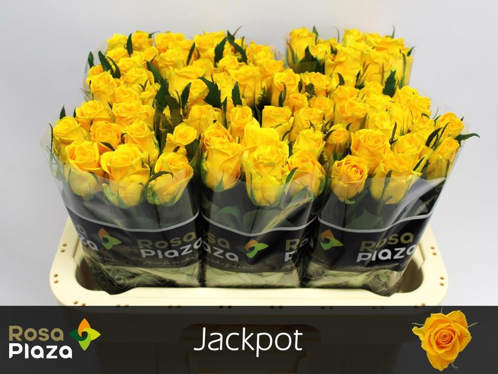 Rose - Rosa - Jackpot+