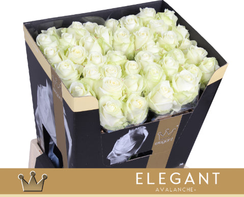 Rose Avalanche Bernhard Elegantum!