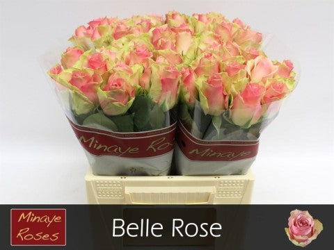 Rose - Rosa - Belle Rose