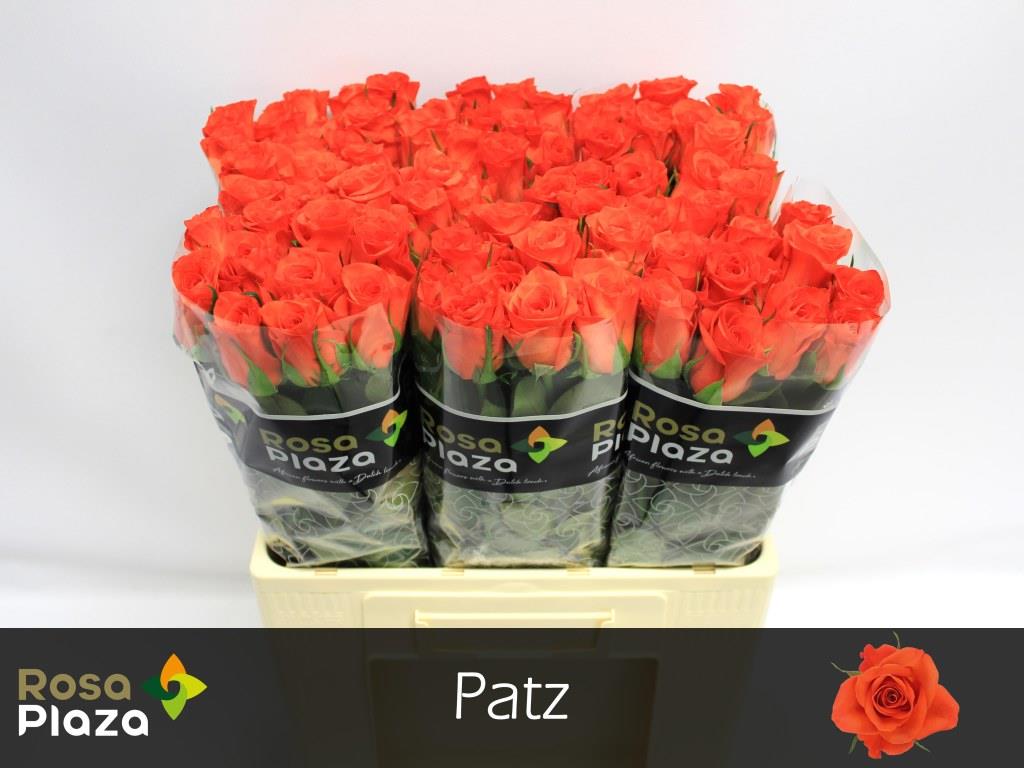 Rose Patz
