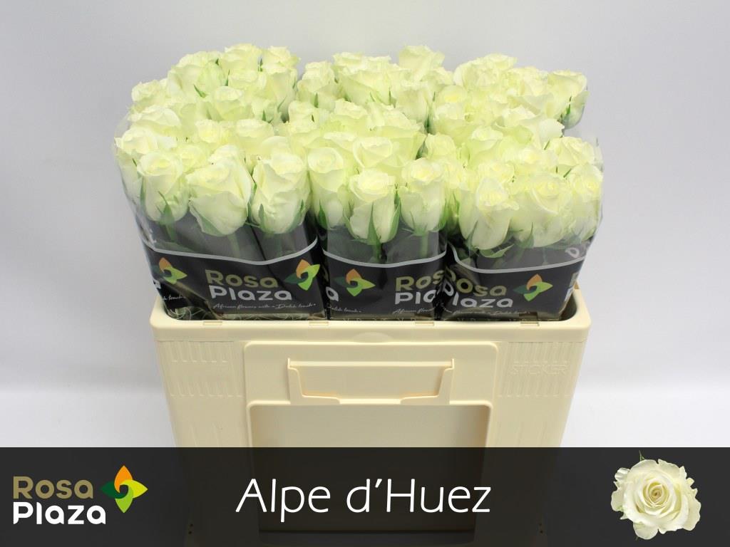 FeedSync:wholesale:bda72d81a8b26345db504ac9e92b275068f0a3e5