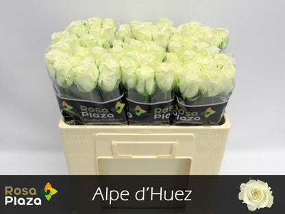 FeedSync:wholesale:bda72d81a8b26345db504ac9e92b275068f0a3e5