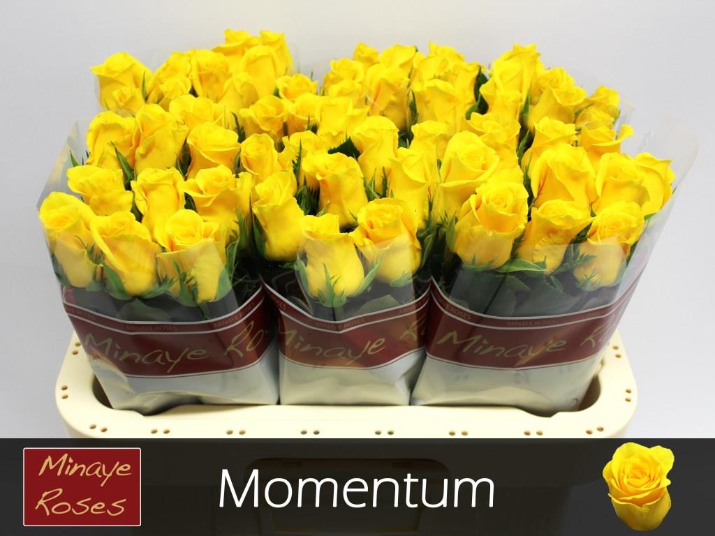 FeedSync:wholesale:3905bede56b25ee98ce3264f322ba42b83aaa95d
