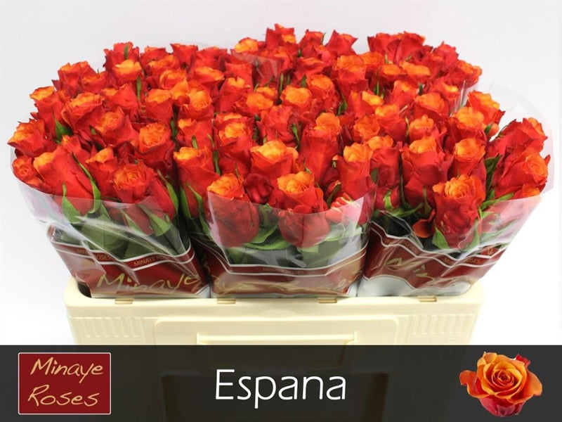 FeedSync:wholesale:c02226b7f7c474be7bf37e6e54cde539a784142a