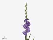 Gladiolus Performer