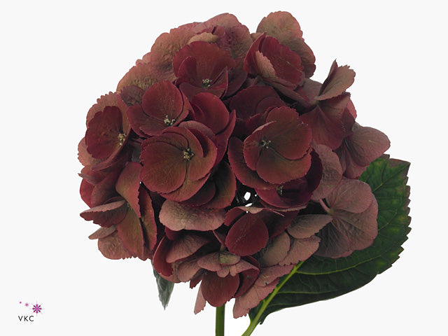FeedSync:wholesale:58c8a8357374816ef1369e8c199526255c17c255
