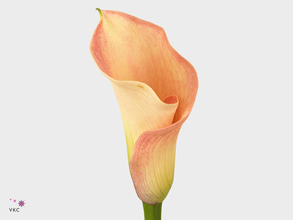 Calla Lily - Zantedeschia - Captain Rosette