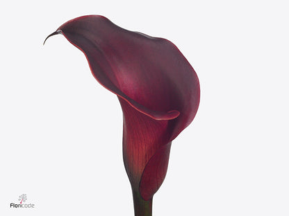 Calla Red Charm