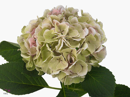 Hydrangea - Monika