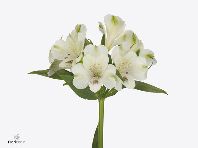 White Alstroemeria ‘Icy Mist’ Cut Flowers – 70cm Stems