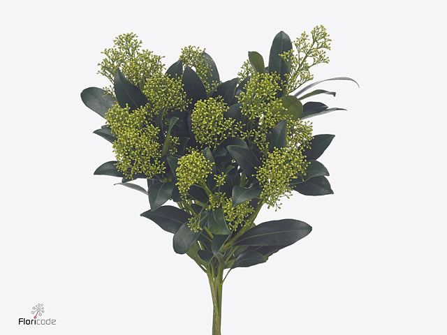 Skimmia Mixed