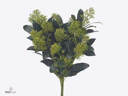 Skimmia Mixed