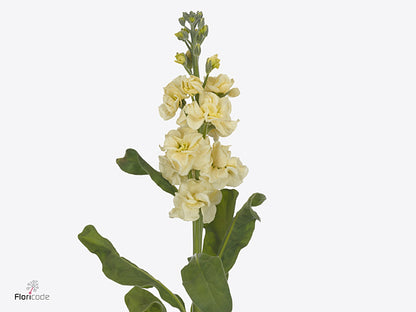 FeedSync:wholesale:571bee7378893006c47a0fe3406f37a0db70b9eb