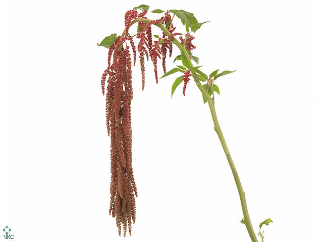 FeedSync:wholesale:eab439f566c39665029fc6086ea03618c45738ea
