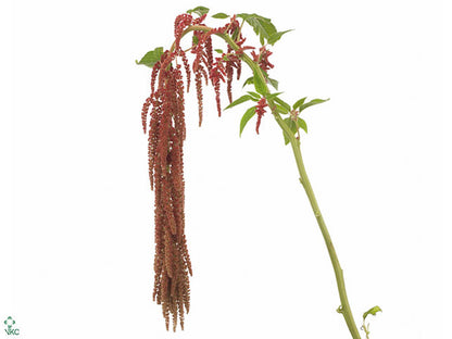 FeedSync:wholesale:eab439f566c39665029fc6086ea03618c45738ea